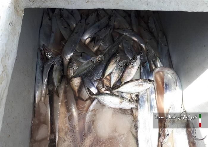 کشف ۵ تن ماهی صید شده با روش غیرمجاز در کیش کشف ۵ تن ماهی صید شده با روش غیرمجاز در کیش