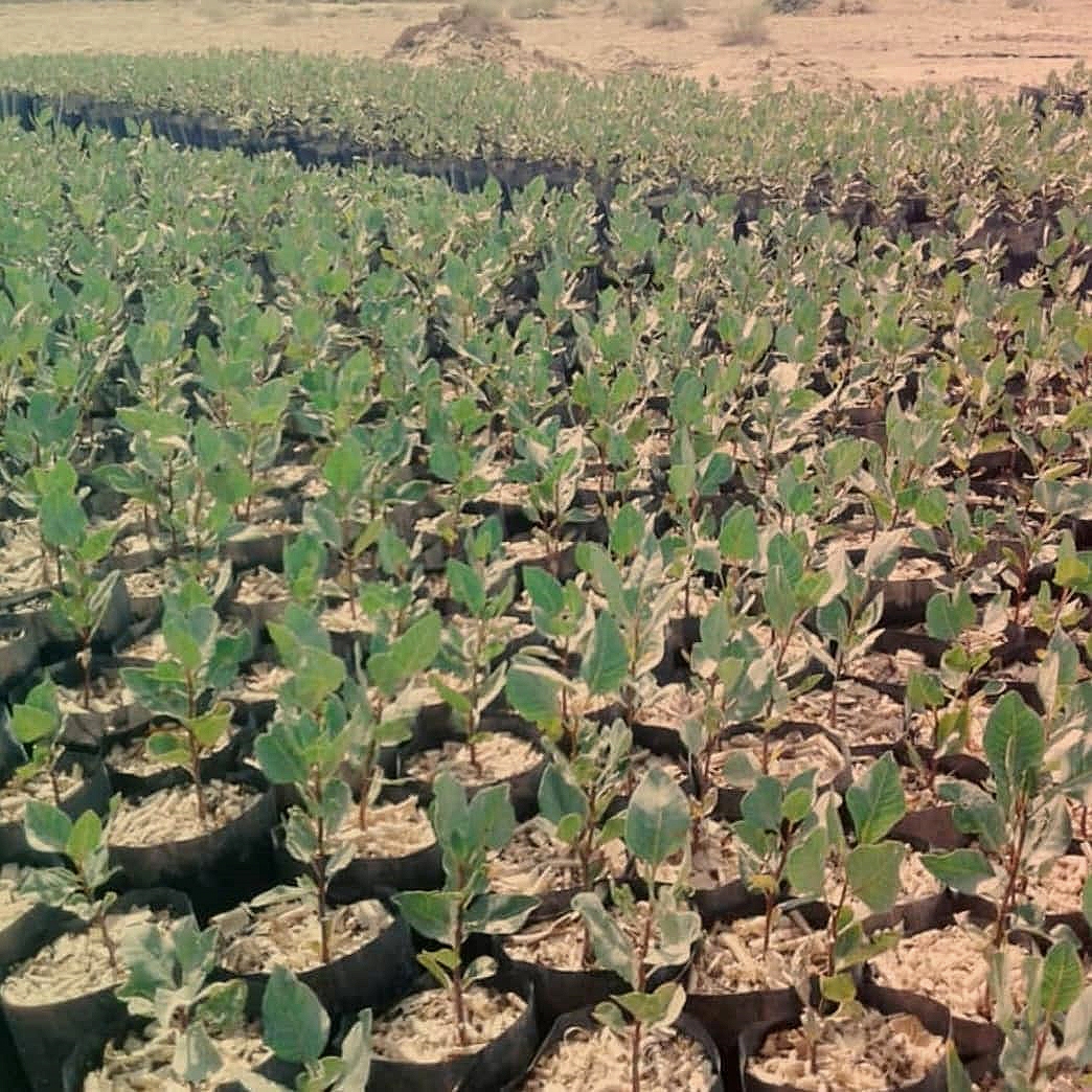 توزیع۴۰ هزار نهال پسته در گرمه توزیع۴۰ هزار نهال پسته در گرمه