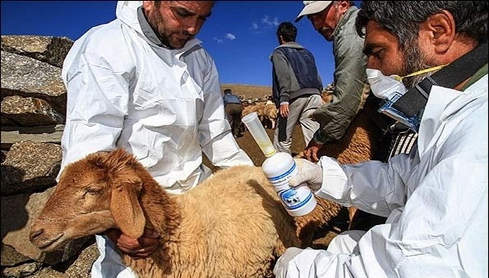 برگزاری اردوی جهادی دامپزشکی در ۹ روستای استان زنجان برگزاری اردوی جهادی دامپزشکی در ۹ روستای استان زنجان