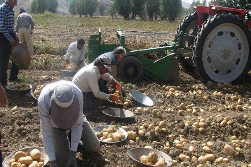 همدان قطب تولید سیب زمینی کشور همدان قطب تولید سیب زمینی کشور