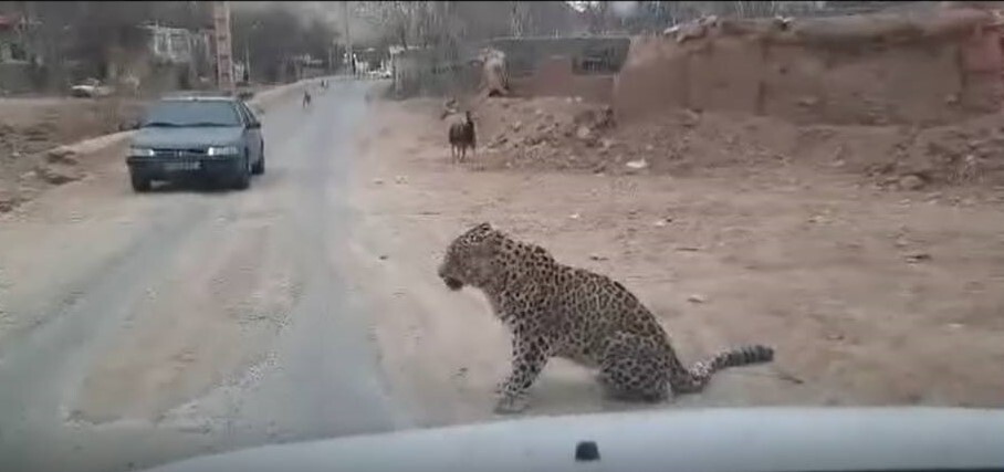 زنده گیری پلنگی در دماوند زنده گیری پلنگی در دماوند