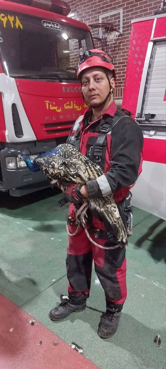 زنده گیری طاووس توسط آتش نشانان مشهدی زنده گیری طاووس توسط آتش نشانان مشهدی