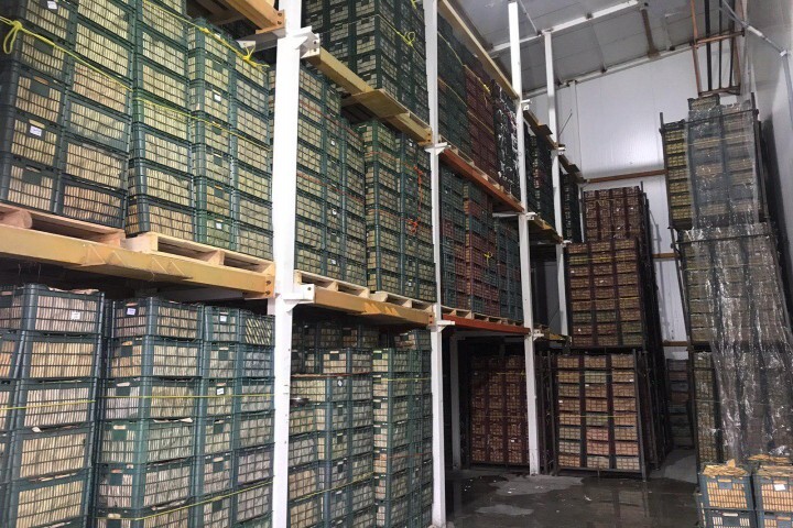 وجود ۳۰۲ هزار تن سیب در سردخانه های آذربایجانغربی وجود ۳۰۲ هزار تن سیب در سردخانه های آذربایجانغربی