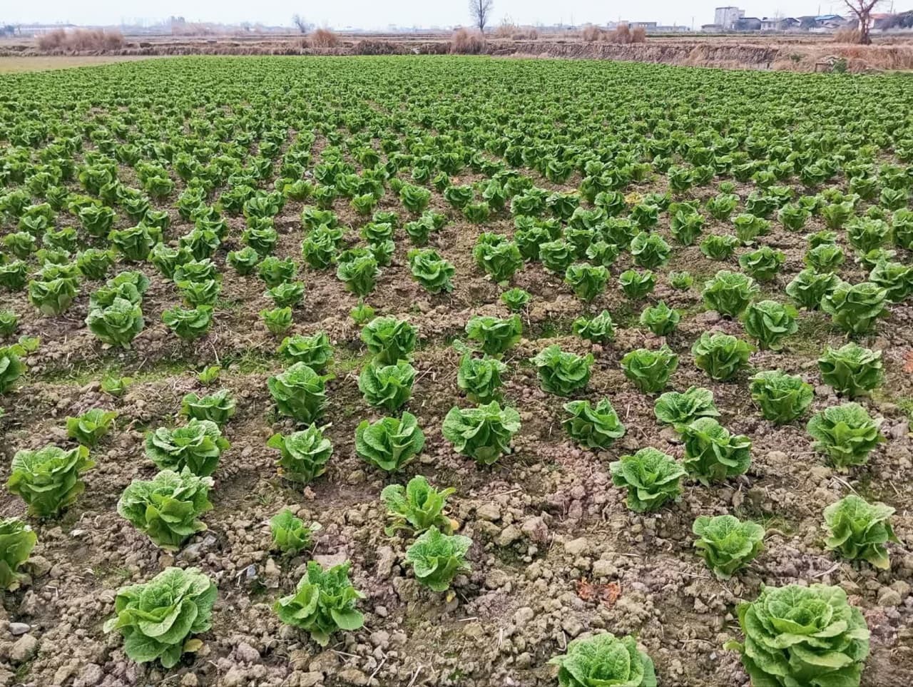 درآمد ۶ هزار میلیارد ریالی کاهو کاران آملی درآمد ۶ هزار میلیارد ریالی کاهو کاران آملی