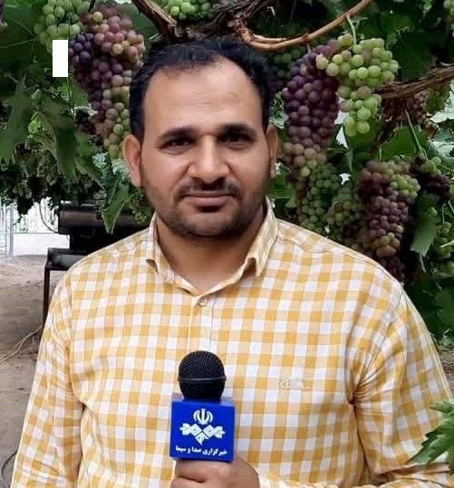 کشمش خلیل‌آباد در دو راهی شکوفایی یا بحران