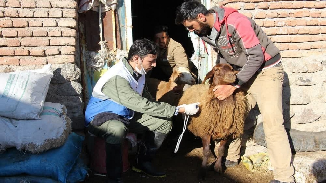 واکسیناسیون بیش از ۲۸۸ هزار رأس دام علیه بیماری بروسلوز واکسیناسیون بیش از ۲۸۸ هزار رأس دام علیه بیماری بروسلوز