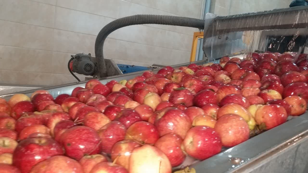 ذخیره ۲۶۰ هزارتن سیب در سردخانههای آذربایجانغربی  ذخیره ۲۶۰ هزارتن سیب در سردخانههای آذربایجانغربی