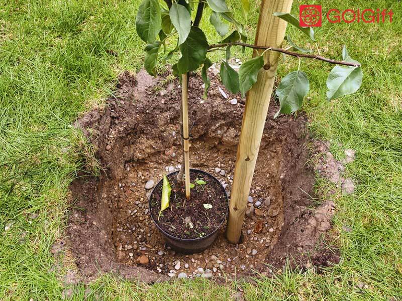 کاشت نهال و گل در جای جای استان یزد کاشت نهال و گل در جای جای استان یزد