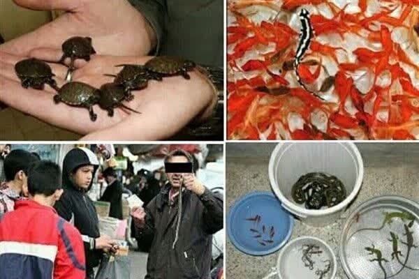 ممنوعیت خرید و فروش گونههای گیاهی و جانوری وحشی در خراسان جنوبی ممنوعیت خرید و فروش گونههای گیاهی و جانوری وحشی در خراسان جنوبی