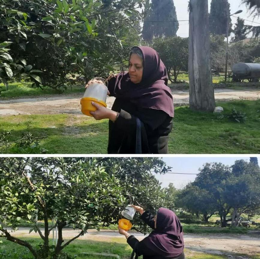 ردیابی مگس میوه در ۴۸ هزار هکتار باغات بهشهر