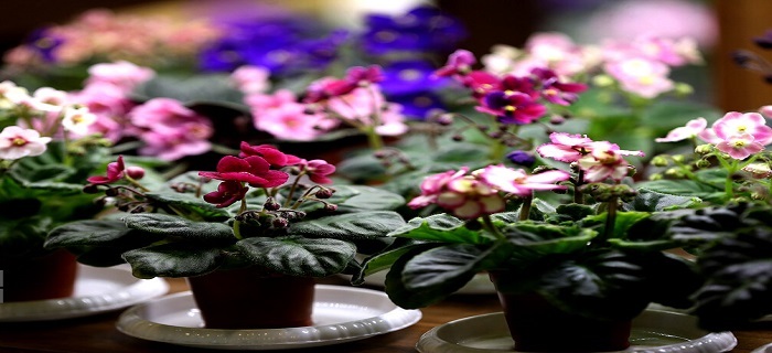 شهروندان همدانی، پسماند خشک تحویل دهند گلدان گل بگیرند شهروندان همدانی، پسماند خشک تحویل دهند گلدان گل بگیرند