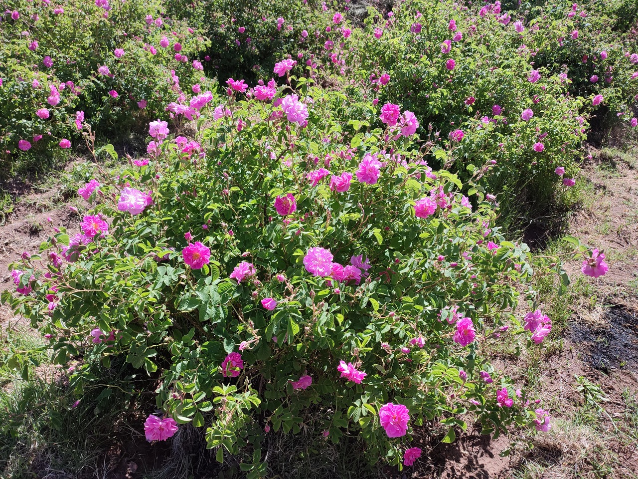 شمشم عطر گل محمدی از گلستانهای راور شمشم عطر گل محمدی از گلستانهای راور