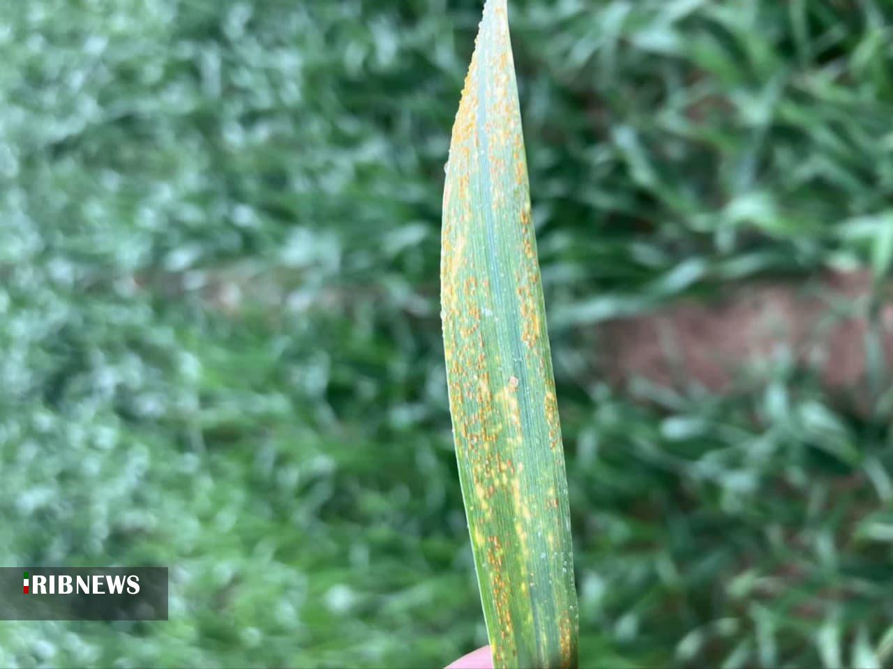 مبارزه با زنگ زرد در۴۵۰۰هزار هکتار از اراضی سملقان