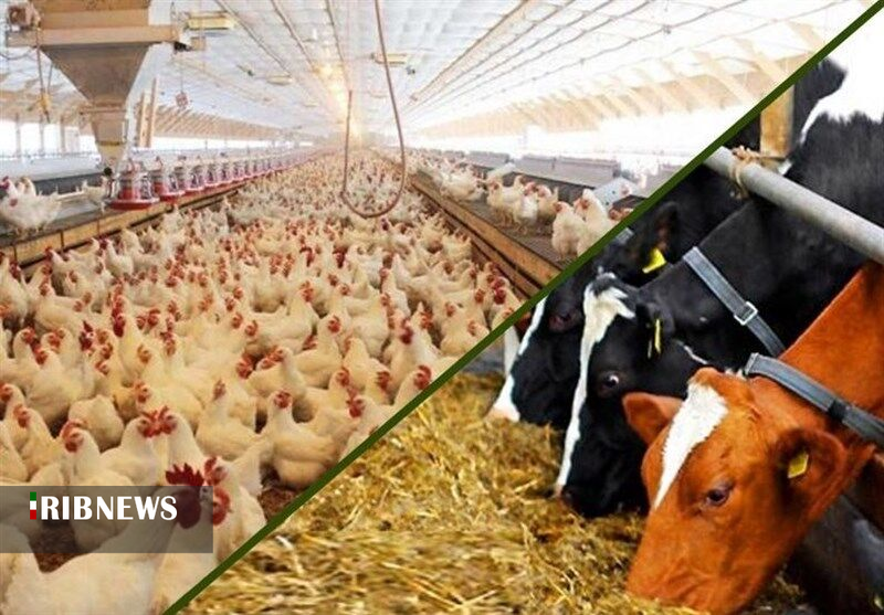 توزیع ۱۵ هزار تن نهاده دام و طیور در بین تولیدکنندگان