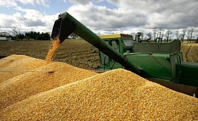 خرید بیش از ۷۱۷ هزار تن گندم از کشاورزان خوزستان