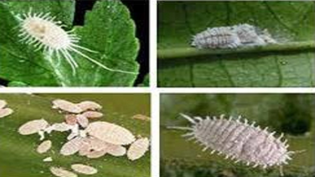 لزوم مبارزه تلفیقی با آفت سپردار توت سفید در باغات سیاه ریشه