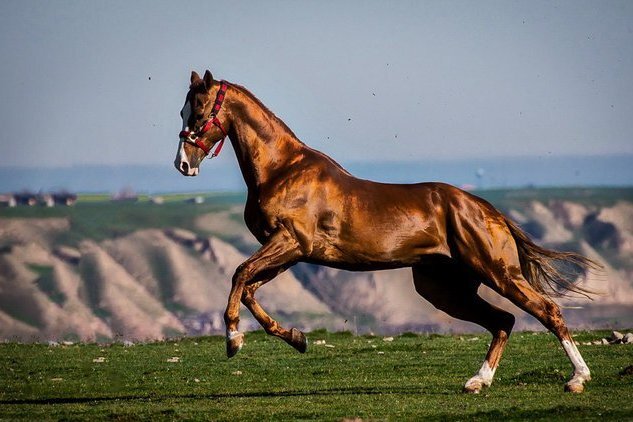 هجدهمین جشنواره ملی زیبایی اسب اصیل ترکمن، ۲۶ اردیبهشت در صوفیان کلاله هجدهمین جشنواره ملی زیبایی اسب اصیل ترکمن، ۲۶ اردیبهشت در صوفیان کلاله