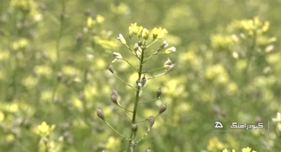 کشت گیاه کاملینا در ۶۵ هکتار از زمین های آیش کبودراهنگ