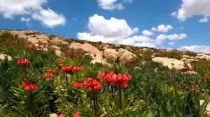 احیای ۳۰ درصد از دشت لالههای واژگون چهارمحال و بختیاری احیای ۳۰ درصد از دشت لالههای واژگون چهارمحال و بختیاری