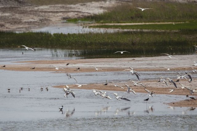 بارش‌ها سبب آبگیری تالاب‌های آذربایجان‌غربی به صورت مطلوب شد