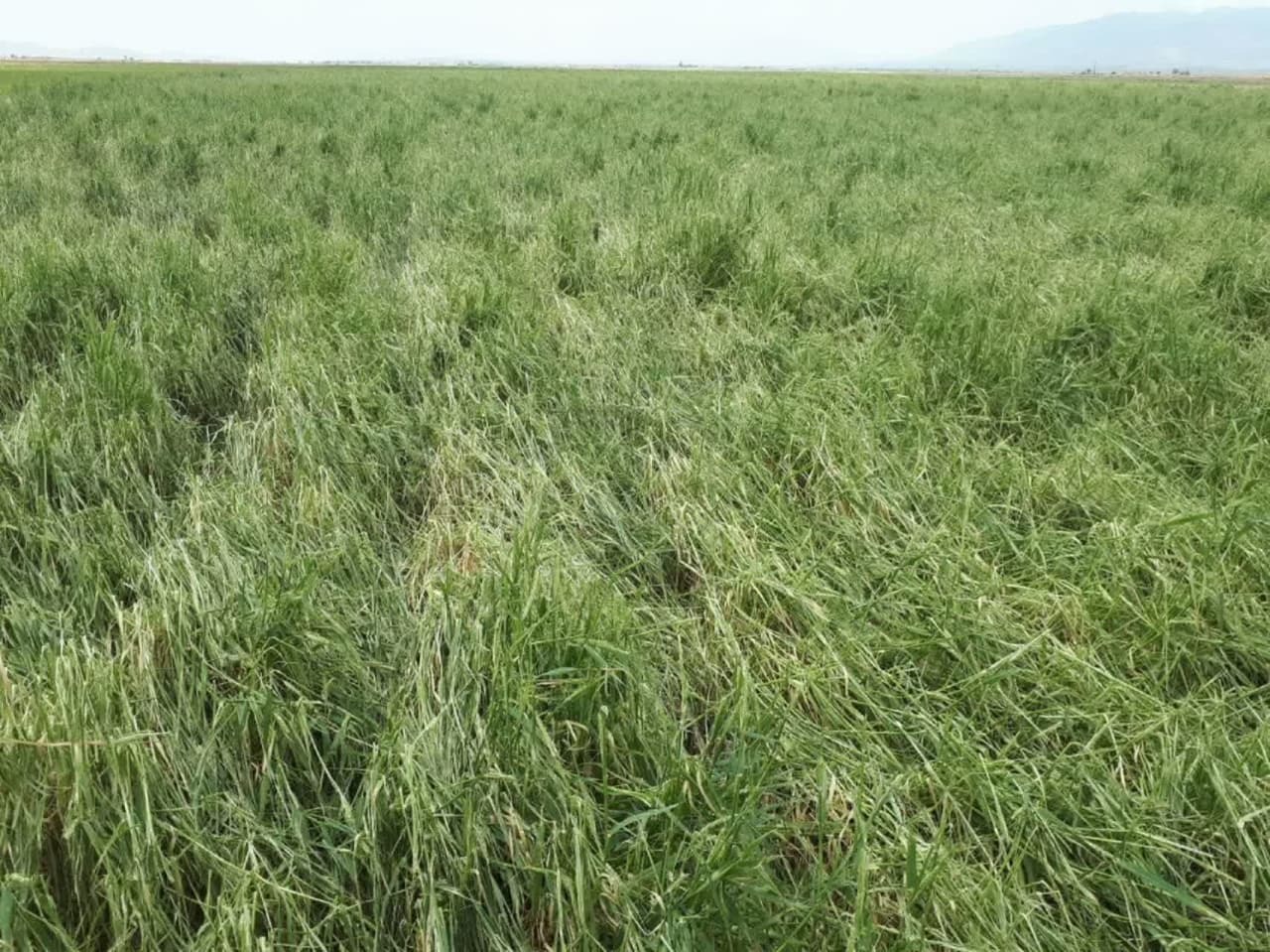 خسارت ۴۳ میلیارد تومانی تگرگ به کشاورزی  اسفراین