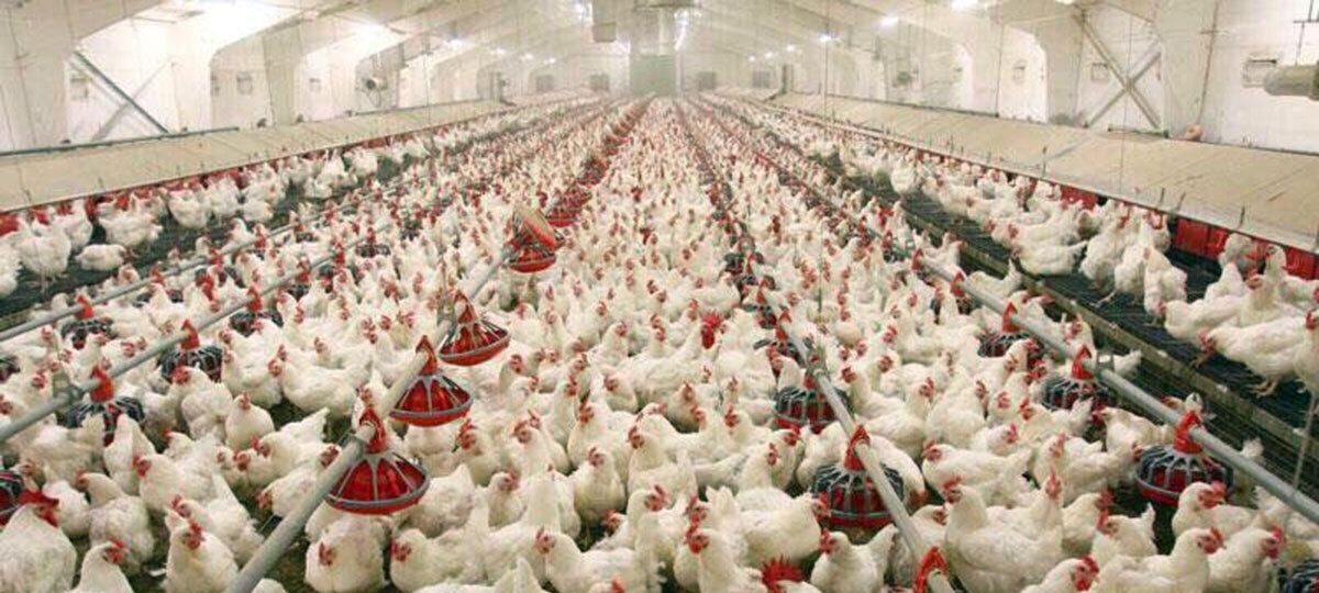 تولید سالانه ۱۶ میلیون قطعه مرغ بومی در فارس تولید سالانه ۱۶ میلیون قطعه مرغ بومی در فارس