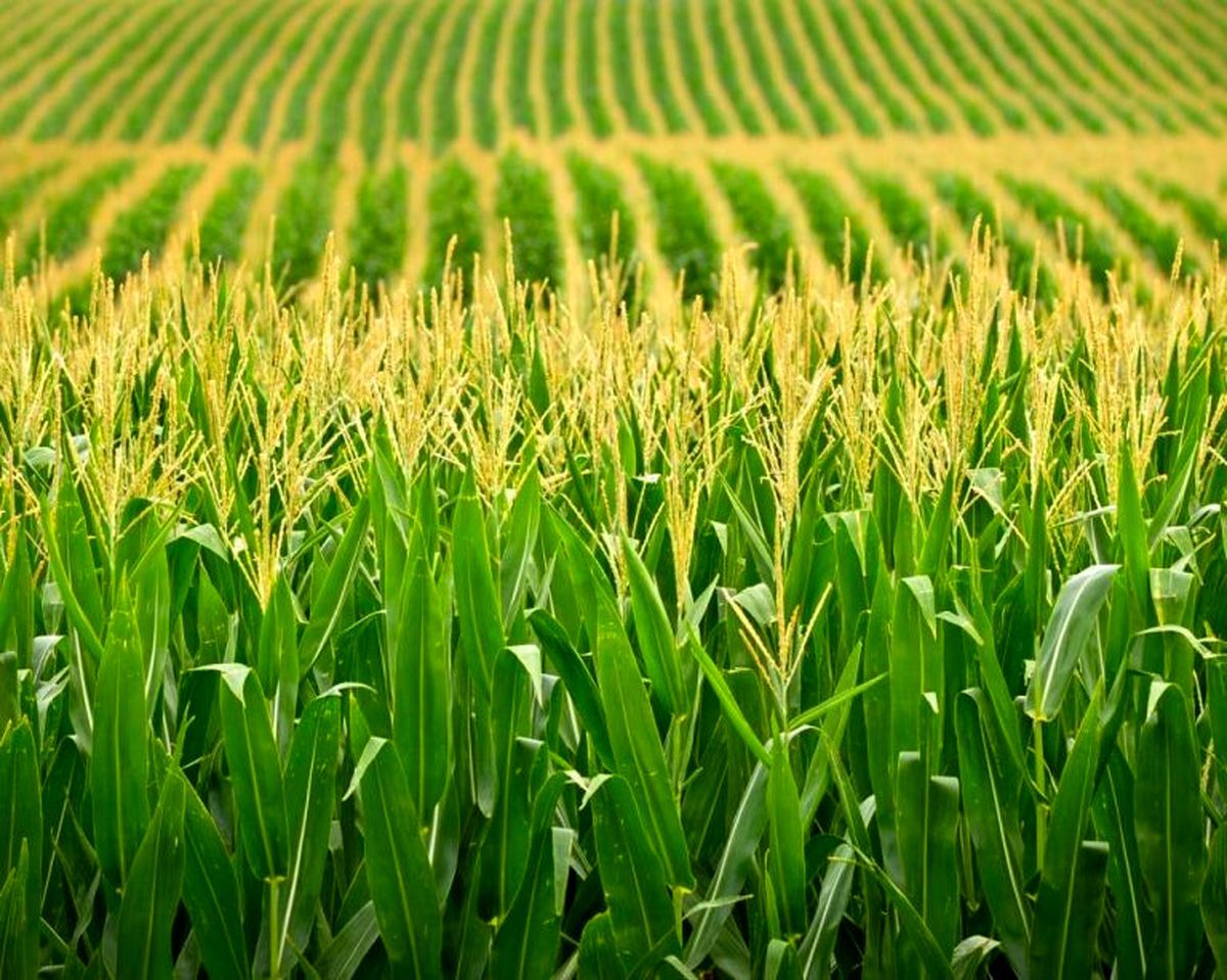 تضمین امنیت غذایی با منابع اصلی فراسرزمینی