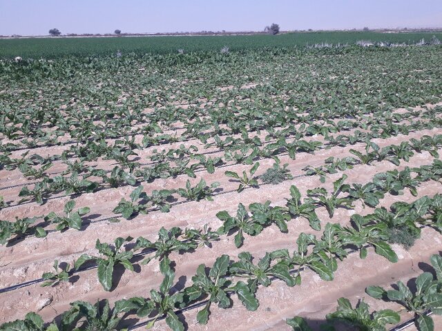 ۱۵۰۰ هکتار از اراضی داورزن زیر کشت محصولات جالیزی ۱۵۰۰ هکتار از اراضی داورزن زیر کشت محصولات جالیزی