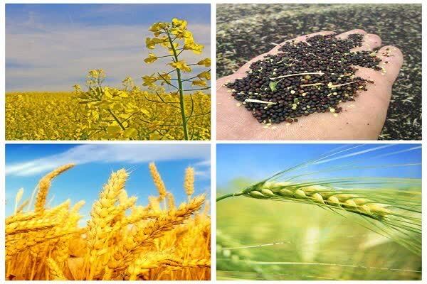 گندم و کلزا کاران از برداشت زودهنگام پرهیز کنند گندم و کلزا کاران از برداشت زودهنگام پرهیز کنند