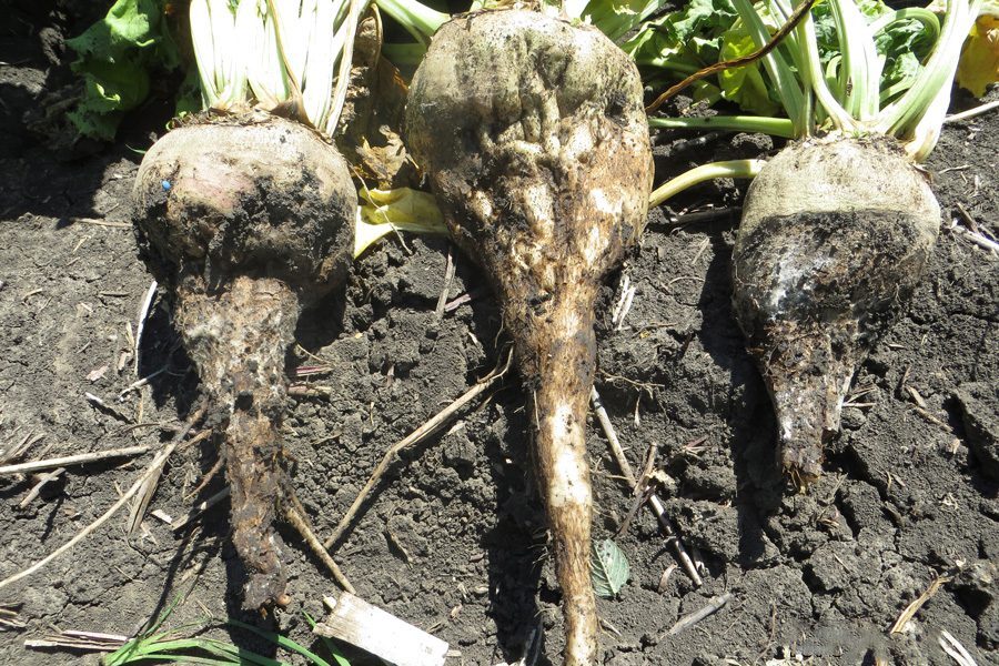 هشدار شیوع بیماری قارچی ریشه در آذربایجان غربی هشدار شیوع بیماری قارچی ریشه در آذربایجان غربی