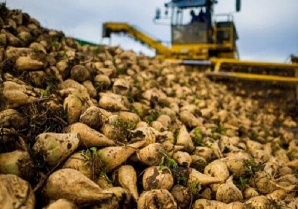 برداشت حدود ۹۰ هزار تن چغندر قند از مزارع خوزستان