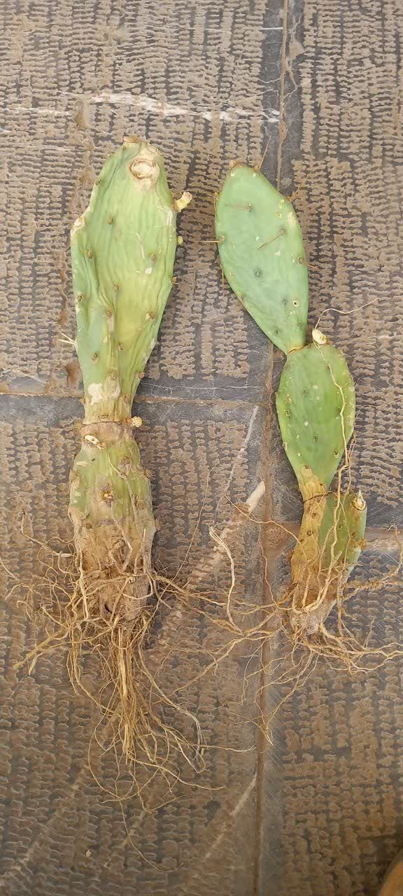 کاشت کاکتوس آپونتیا برای نخستین بار در مه ولات