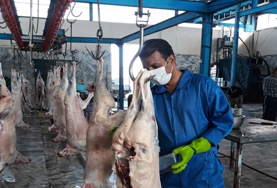 بازرسی بهداشتی از ۱۰۰۰ لاشه دام سبک و سنگین در کشتارگاههای دام شهرستان گناباد بازرسی بهداشتی از ۱۰۰۰ لاشه دام سبک و سنگین در کشتارگاههای دام شهرستان گناباد