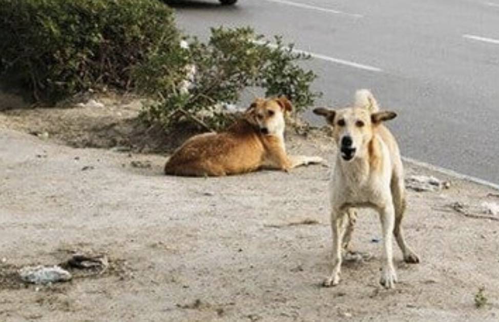 سگ های ولگرد سگ های ولگرد