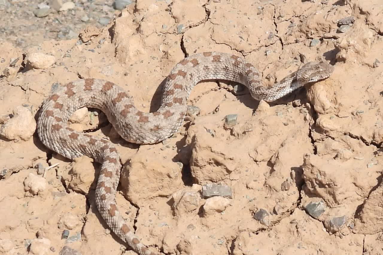 رها سازی یک حلقه مار افعی شاخدار در بردسکن رها سازی یک حلقه مار افعی شاخدار در بردسکن