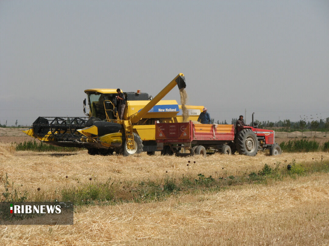 پیشبینی تولید بیش از ۱۱ هزار تن گندم در خلخال پیشبینی تولید بیش از ۱۱ هزار تن گندم در خلخال