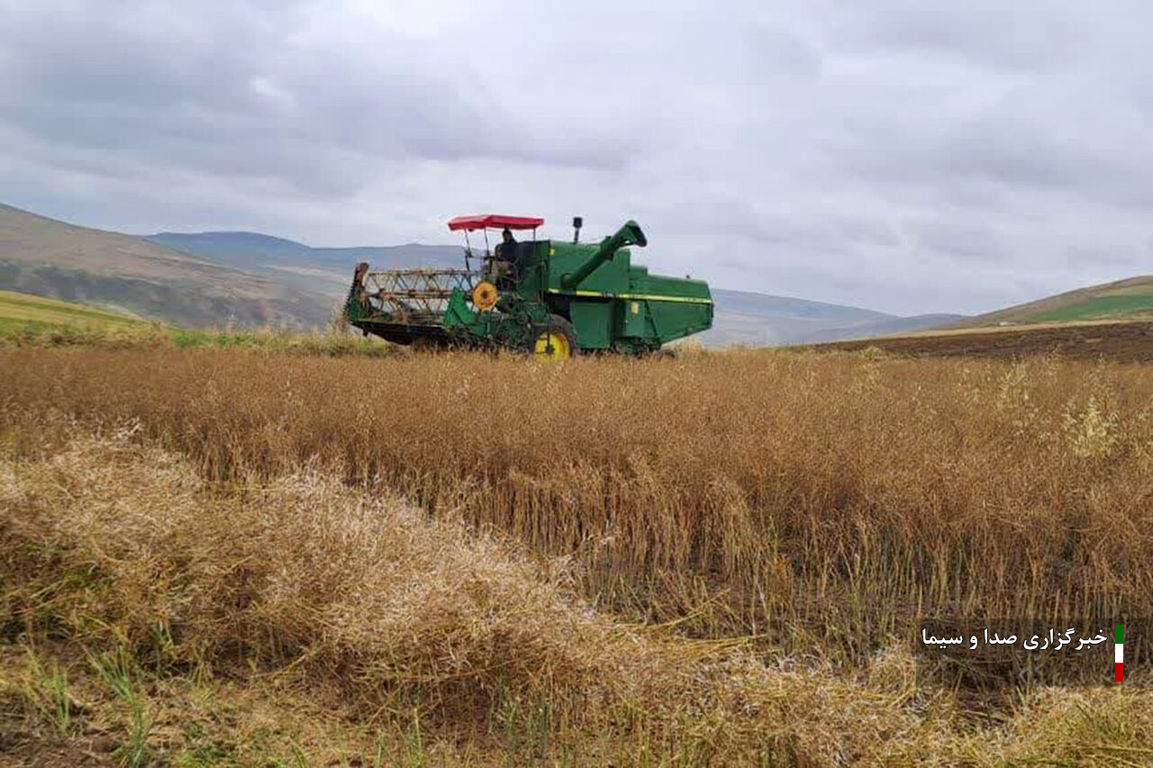 آغاز برداشت دانه روغنی کلزا از مزارع منطقه مغان