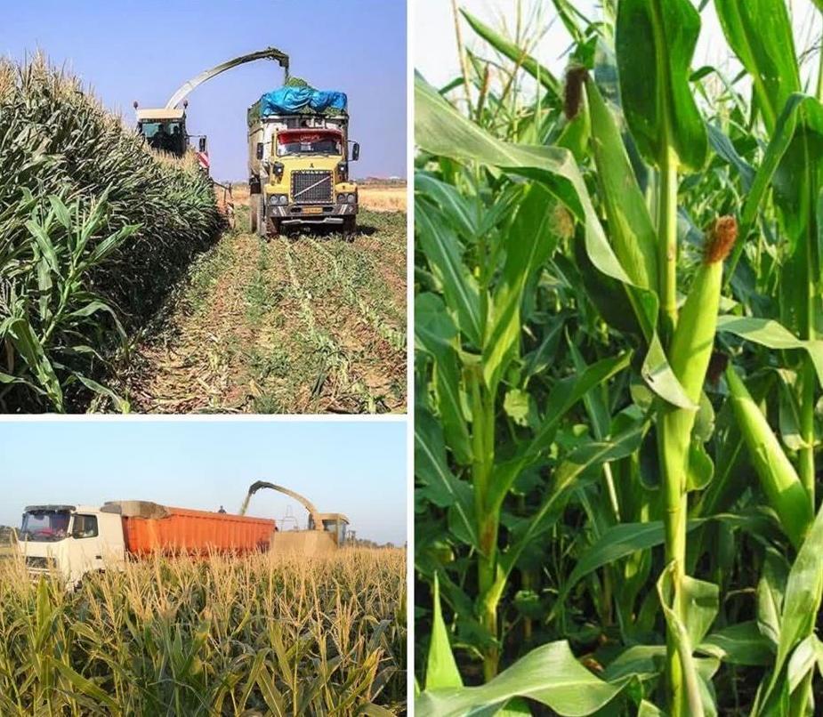 آغاز برداشت ذرت در ۴۵۰ هکتار مزارع سیمرغ آغاز برداشت ذرت در ۴۵۰ هکتار مزارع سیمرغ