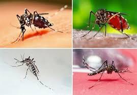 شهرداری شیراز برای مقابله با پشه آئدس دست به کار شد