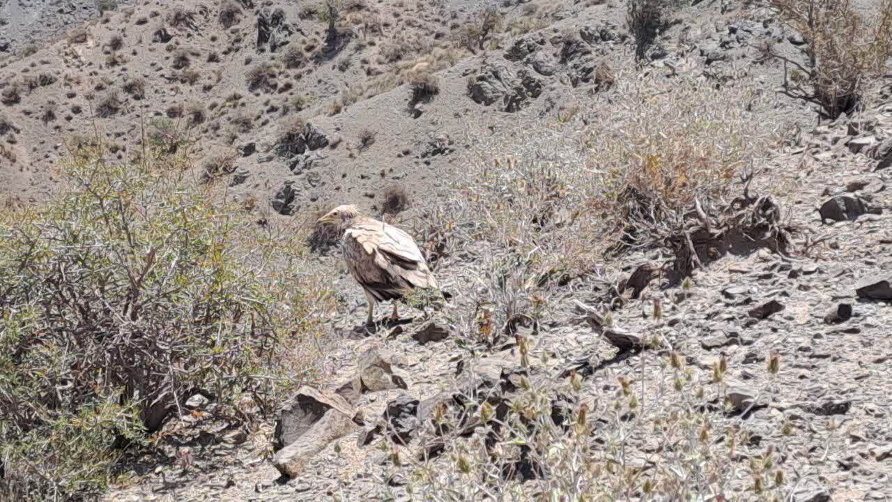 مشاهده کرکس مصری برای اولین بار در شهرستان نهبندان مشاهده کرکس مصری برای اولین بار در شهرستان نهبندان