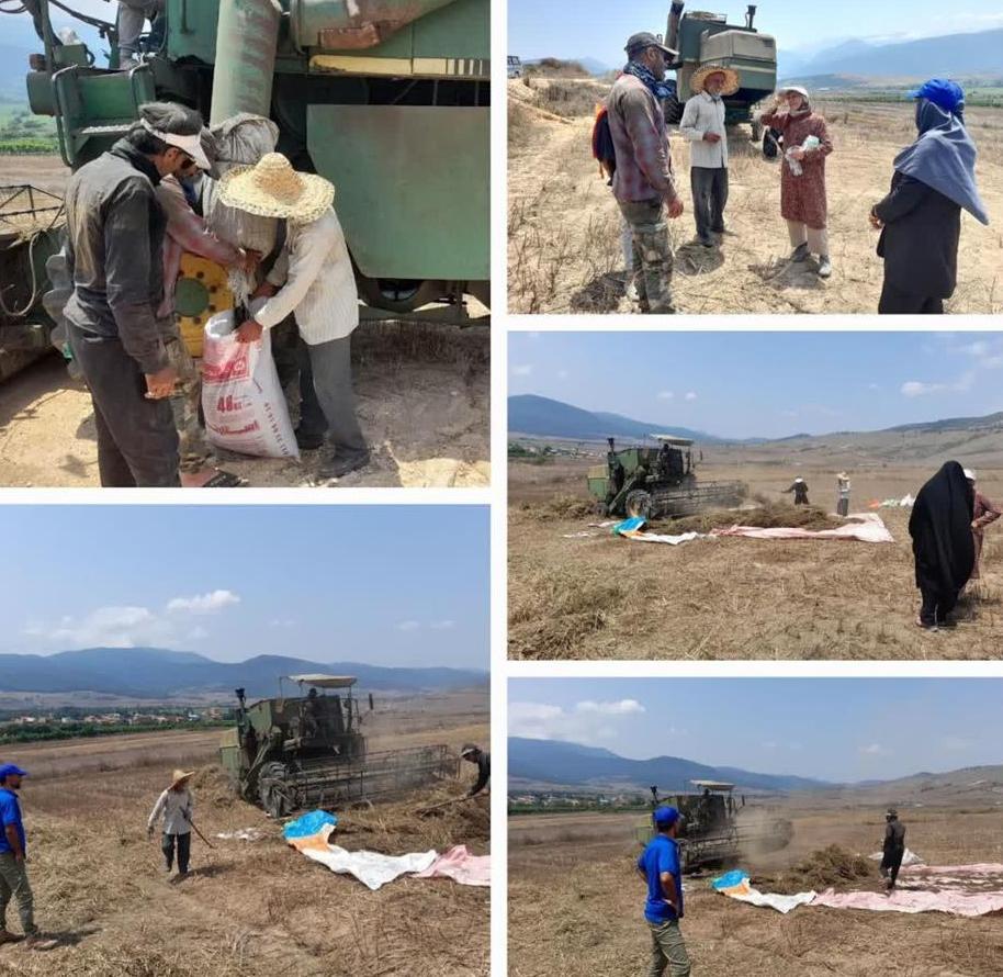 کشت موفقیتآمیز سیاهدانه در اراضی زراعی فریم ساری کشت موفقیتآمیز سیاهدانه در اراضی زراعی فریم ساری