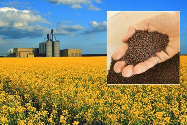 لزوم تسریع در پرداخت قیمت دانه های روغنی توسط بخش خصوصی**