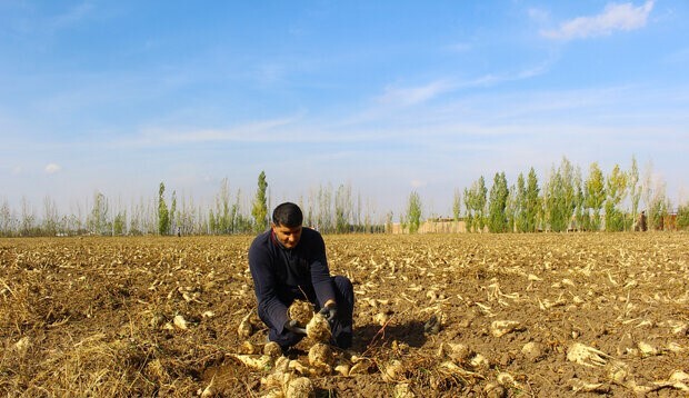 رویداد توسعه کشت، فرآوری و مصرف چغندر علوفهای رویداد توسعه کشت، فرآوری و مصرف چغندر علوفهای