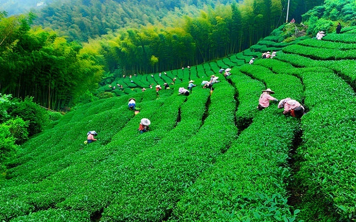 خرید 84000 تن برگ سبز چای از تولیدکنندگان چای خرید 84000 تن برگ سبز چای از تولیدکنندگان چای