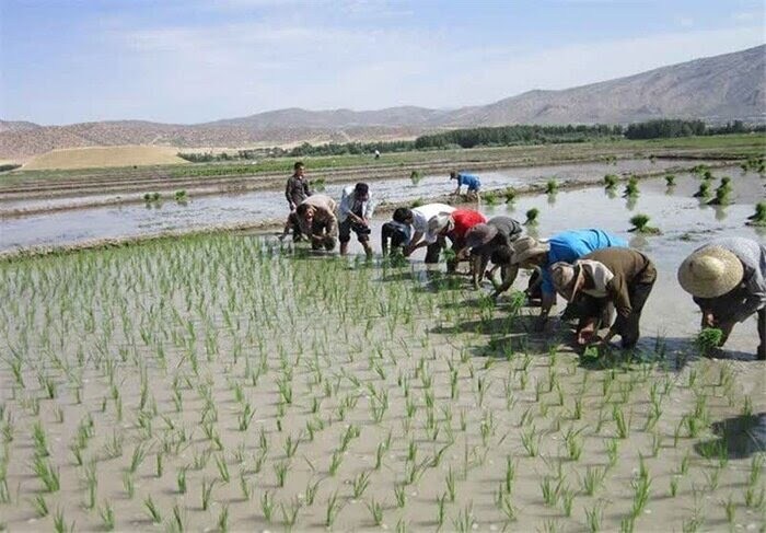 کشت برنج در 650 هزار هکتار از مزارع کشور