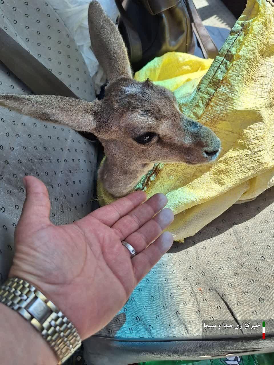 تحویل بره آهو به محیط زیست زیرکوه تحویل بره آهو به محیط زیست زیرکوه