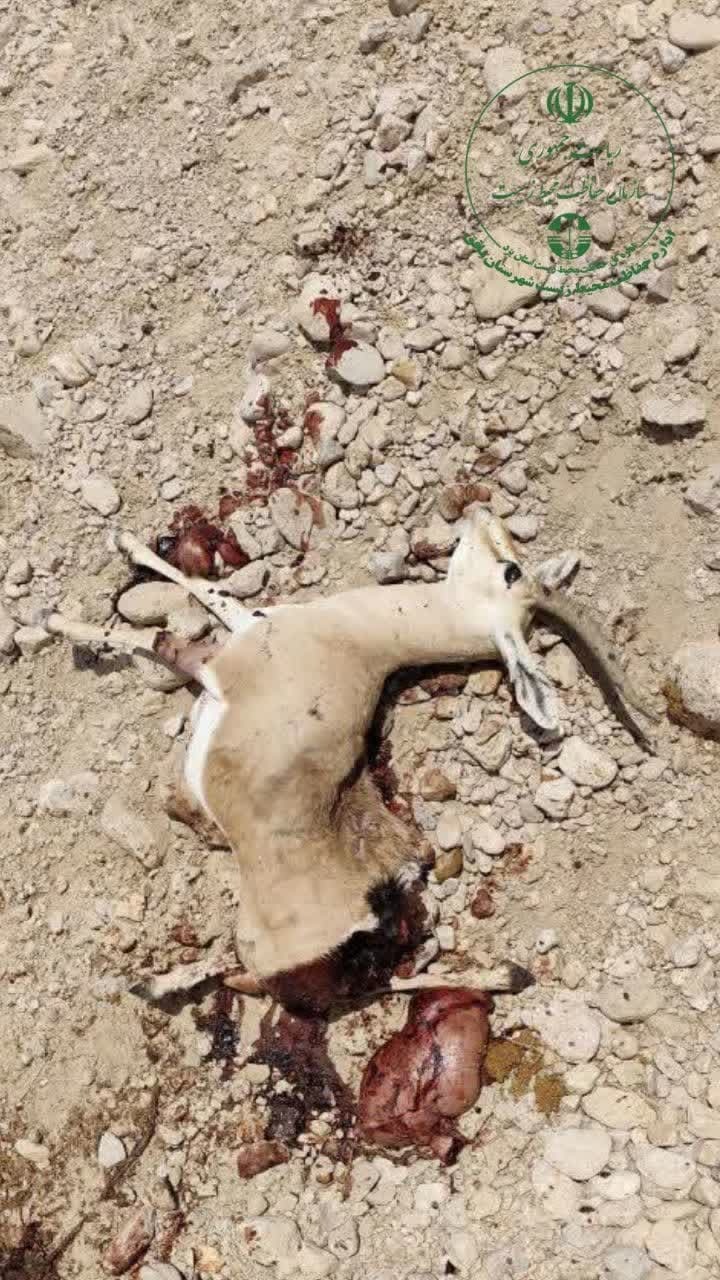 تلف شدن یک راس جبیر نر در تصادف جادهای شادکام بافق تلف شدن یک راس جبیر نر در تصادف جادهای شادکام بافق