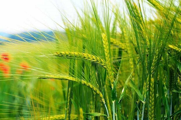 نیاز کشور به گندم نرم تامین شده است