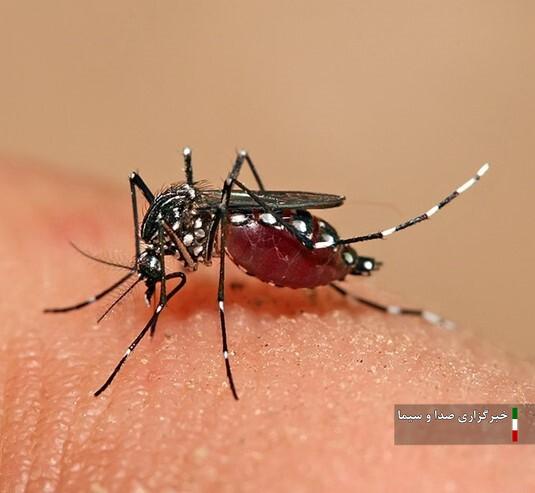 معرفی تب دنگی