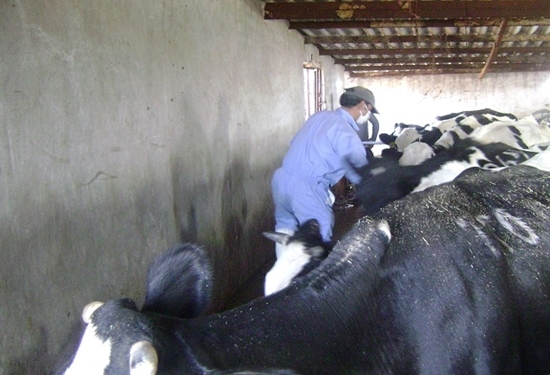 ایمن سازی ۴هزار راس دام سنگین علیه تب مالت در گناباد